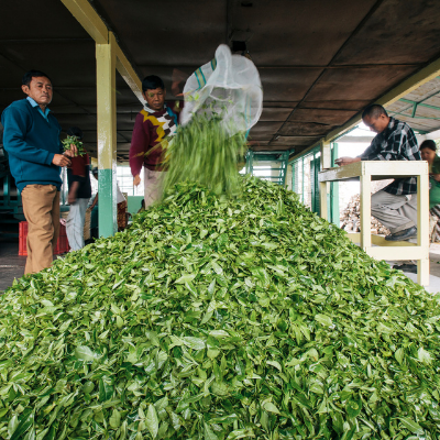 The 4 Tea Types you Need to Know