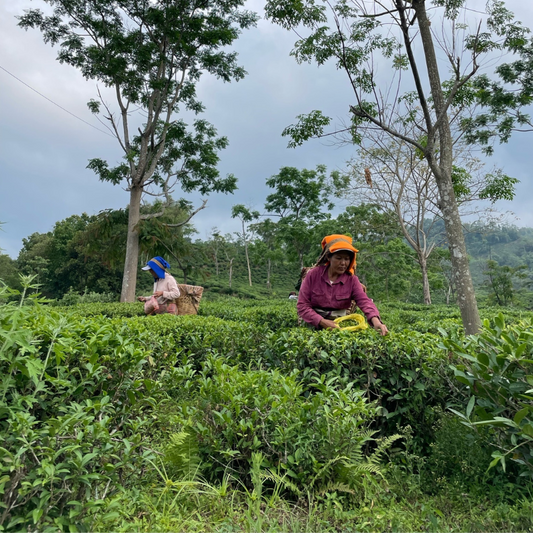 Drink Darjeeling, Save Darjeeling