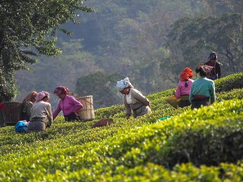 What is Darjeeling?