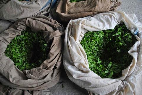 What is the Tea harvest?