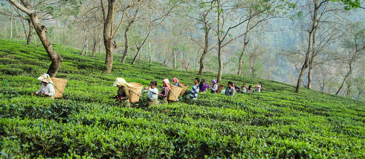 Our Tea - new – Good & Proper Tea