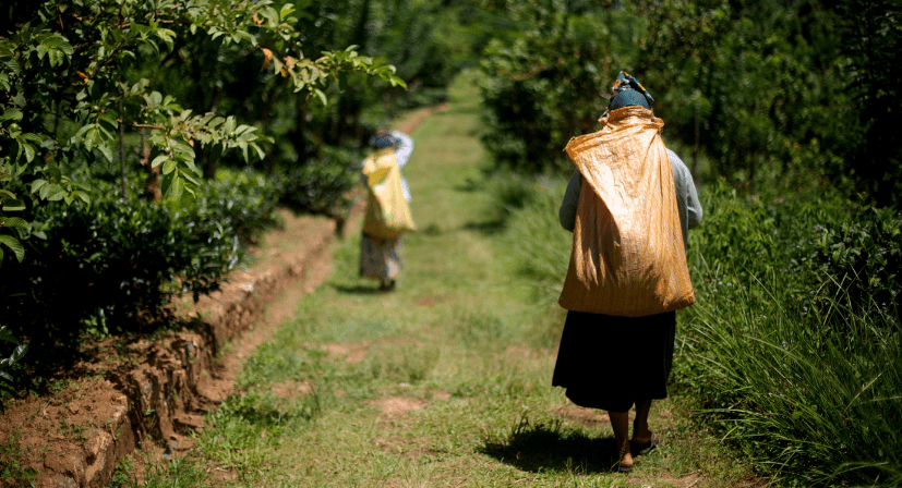 Discover Award-Winning Teas | Buy Tea Online | Good & Proper Tea